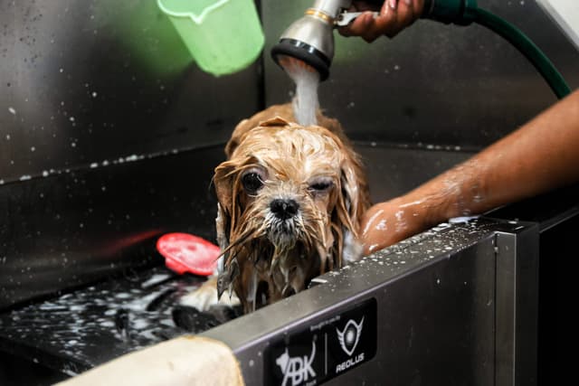 Dog getting a bath at Pets Need