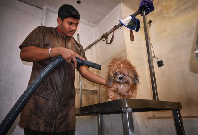 Dog hair drying and styling service