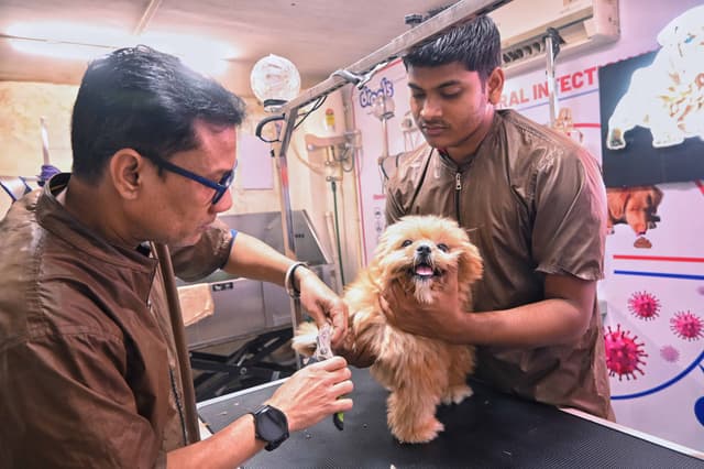 Dog getting nails clipped at Pets Need