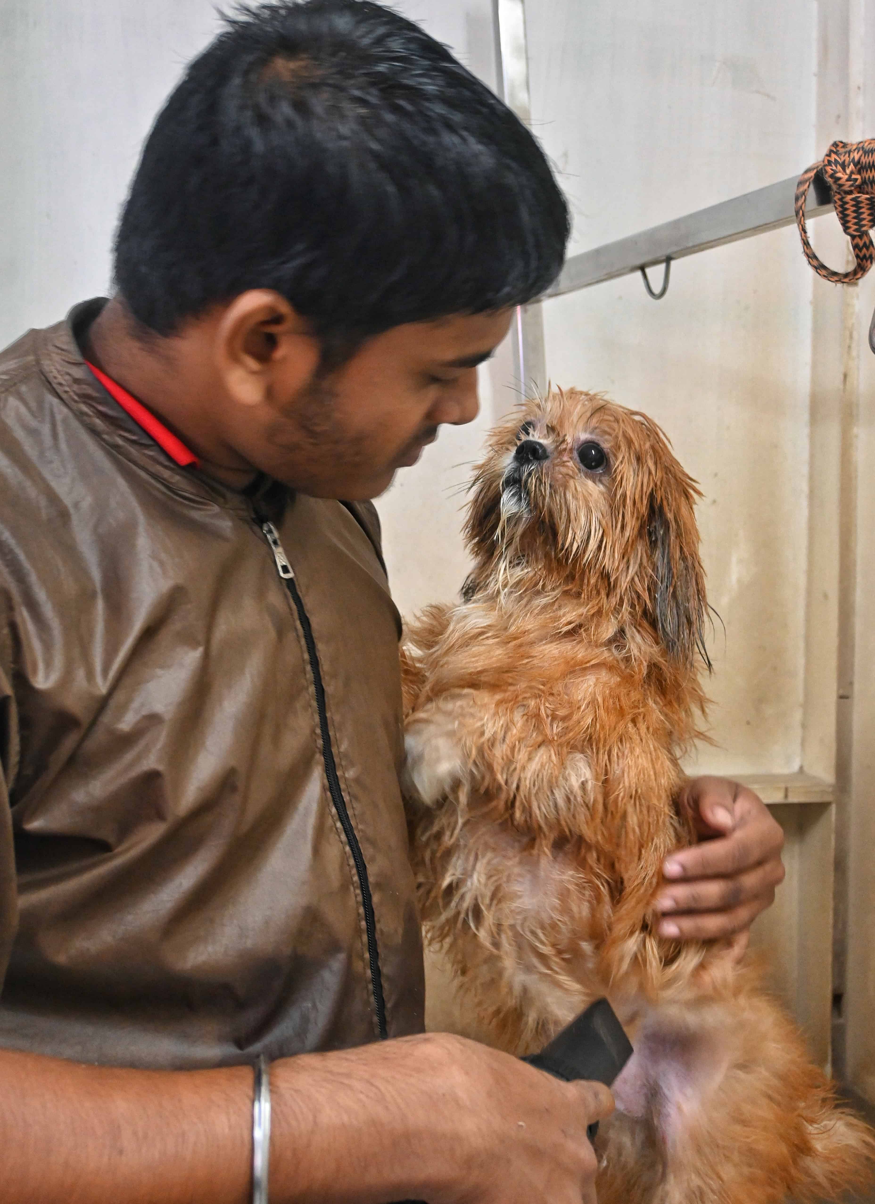 Puppy & Kitten's First Groom