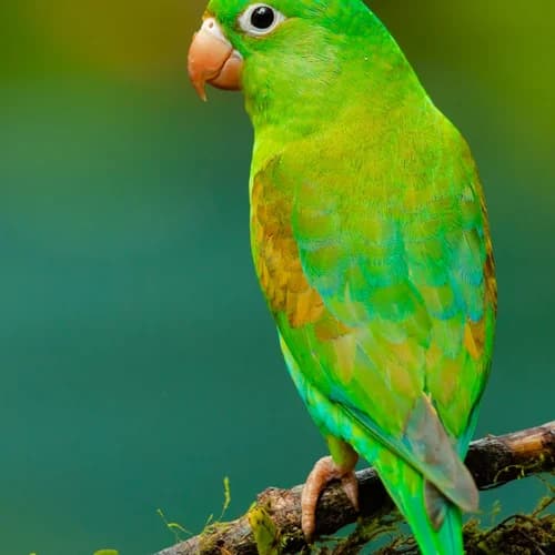 Bird Food