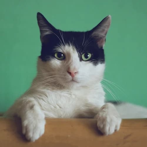 Cat Food