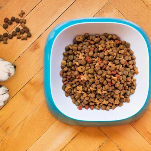 Dry Dog Food