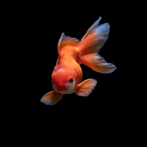 Fish Feed