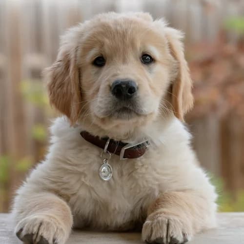 Puppy & Kitten Food
