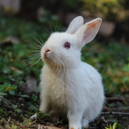 Small Pet Food