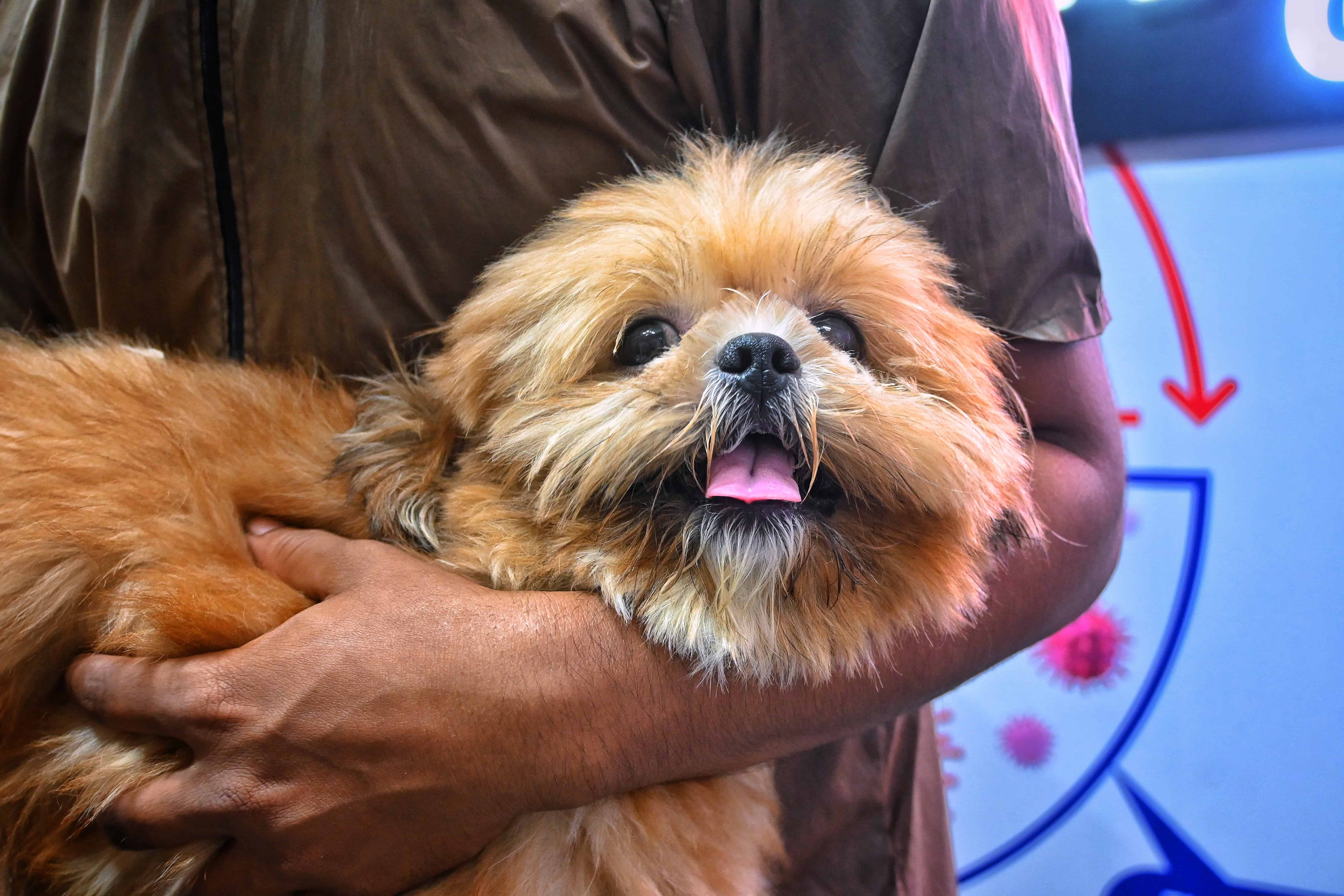 Happy dog customer at Pets Need grooming service