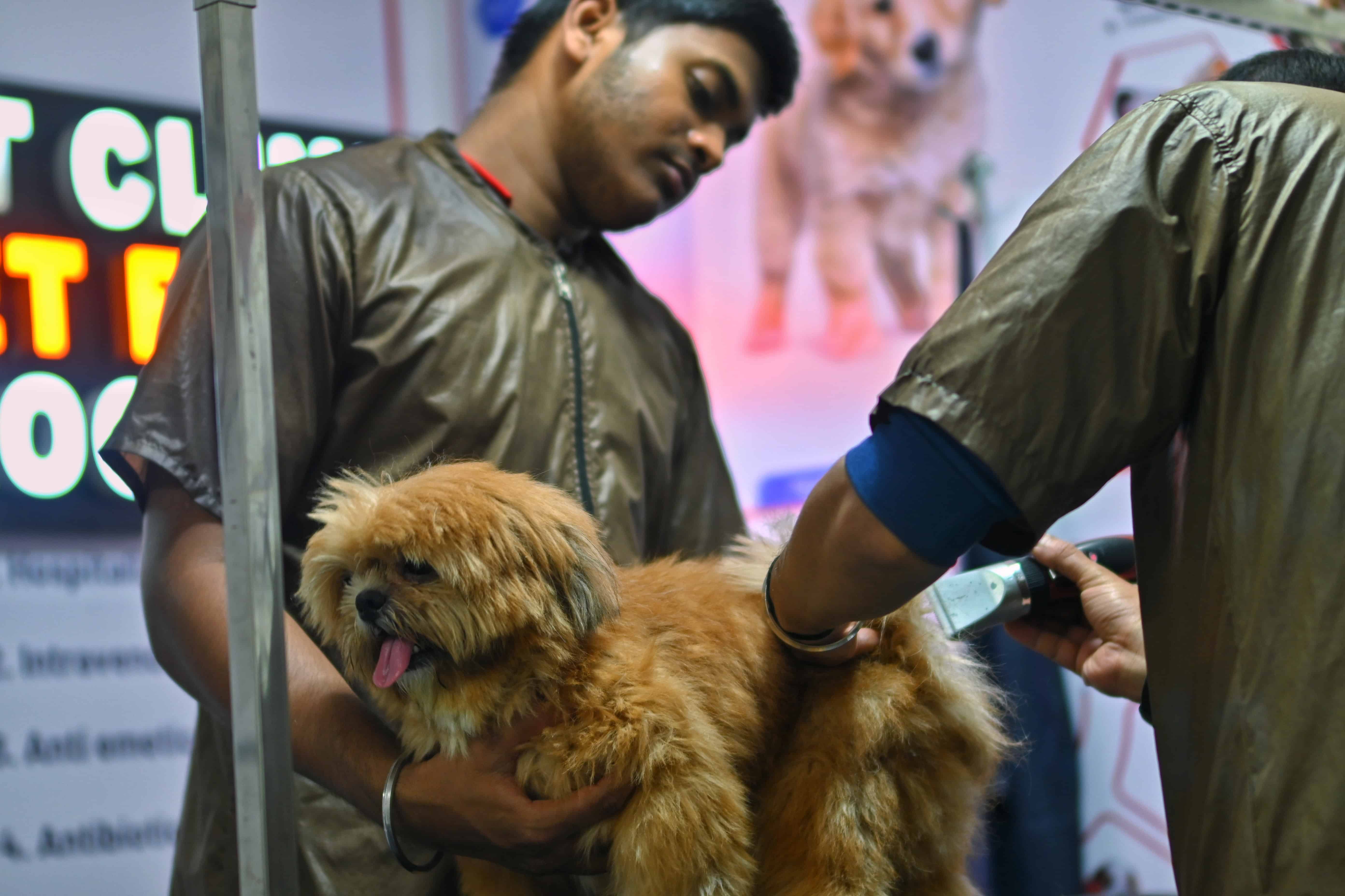 Professional dog haircut and trimming service